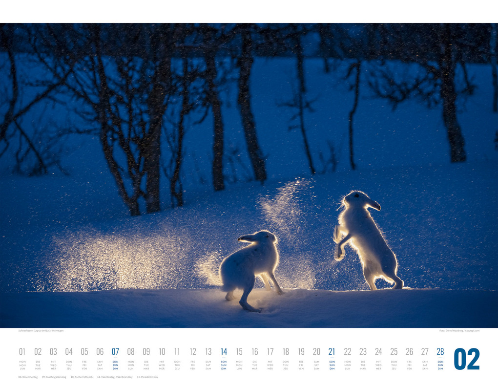 Weitere Ansicht: Tierwelt Skandinavien Kalender 2027 | Ackermann Kunstverlag GmbH