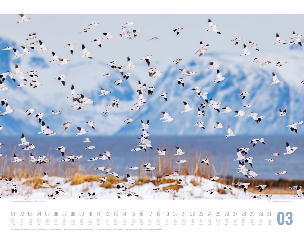 Weitere Ansicht: Tierwelt Skandinavien Kalender 2027 | Ackermann Kunstverlag GmbH
