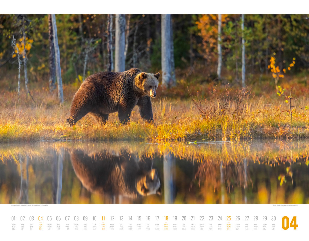 Weitere Ansicht: Tierwelt Skandinavien Kalender 2027 | Ackermann Kunstverlag GmbH