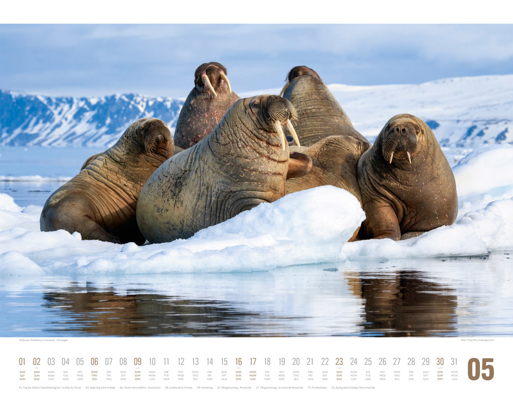 Weitere Ansicht: Tierwelt Skandinavien Kalender 2027 | Ackermann Kunstverlag GmbH