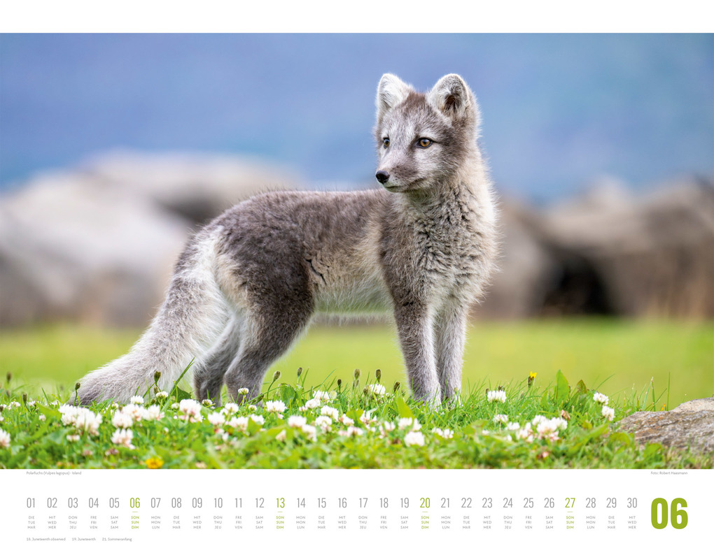 Weitere Ansicht: Tierwelt Skandinavien Kalender 2027 | Ackermann Kunstverlag GmbH