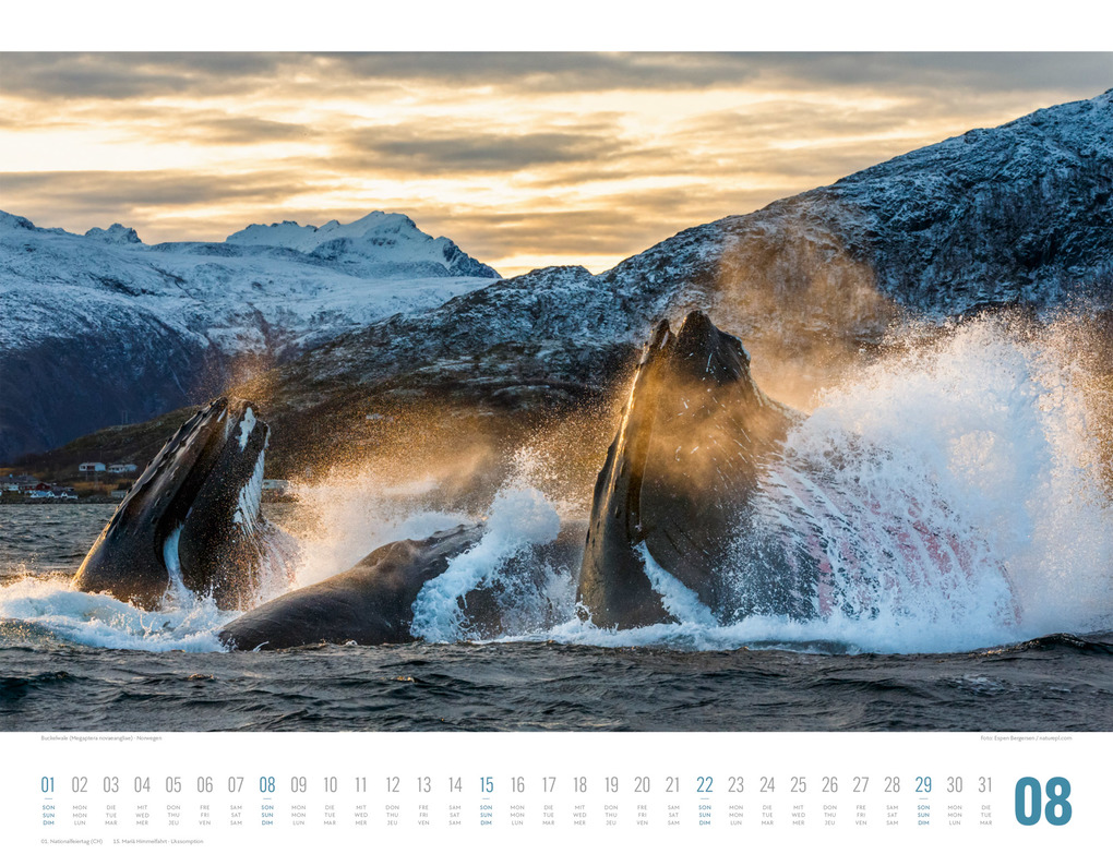 Weitere Ansicht: Tierwelt Skandinavien Kalender 2027 | Ackermann Kunstverlag GmbH