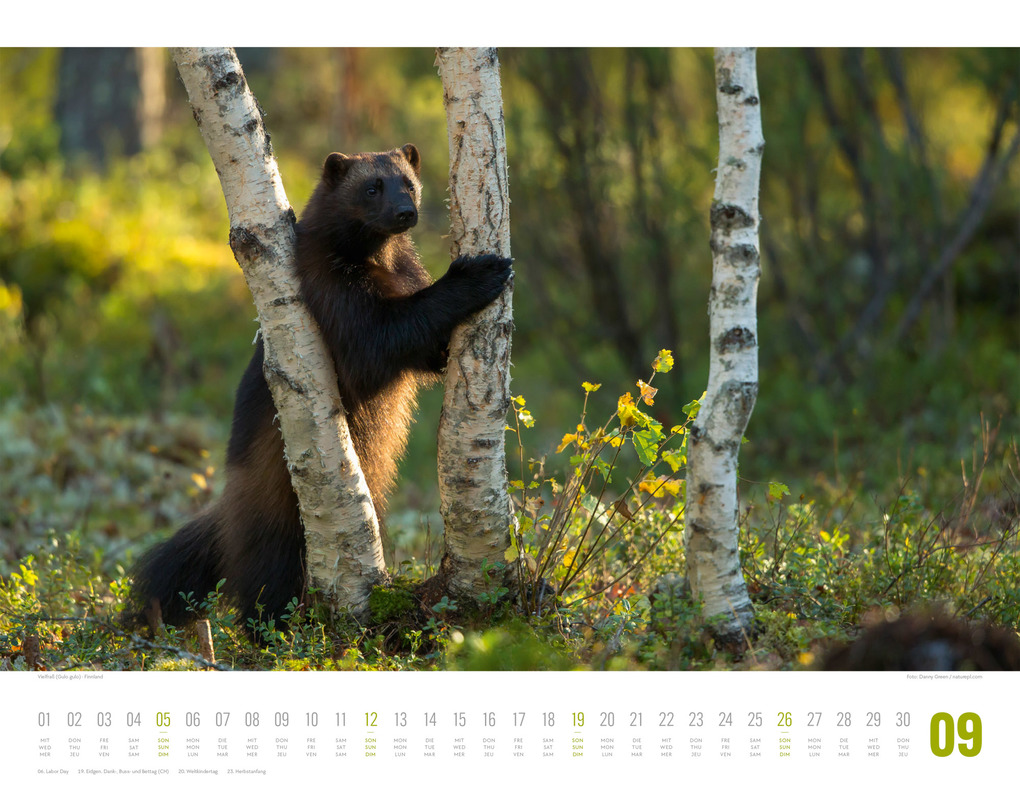 Weitere Ansicht: Tierwelt Skandinavien Kalender 2027 | Ackermann Kunstverlag GmbH