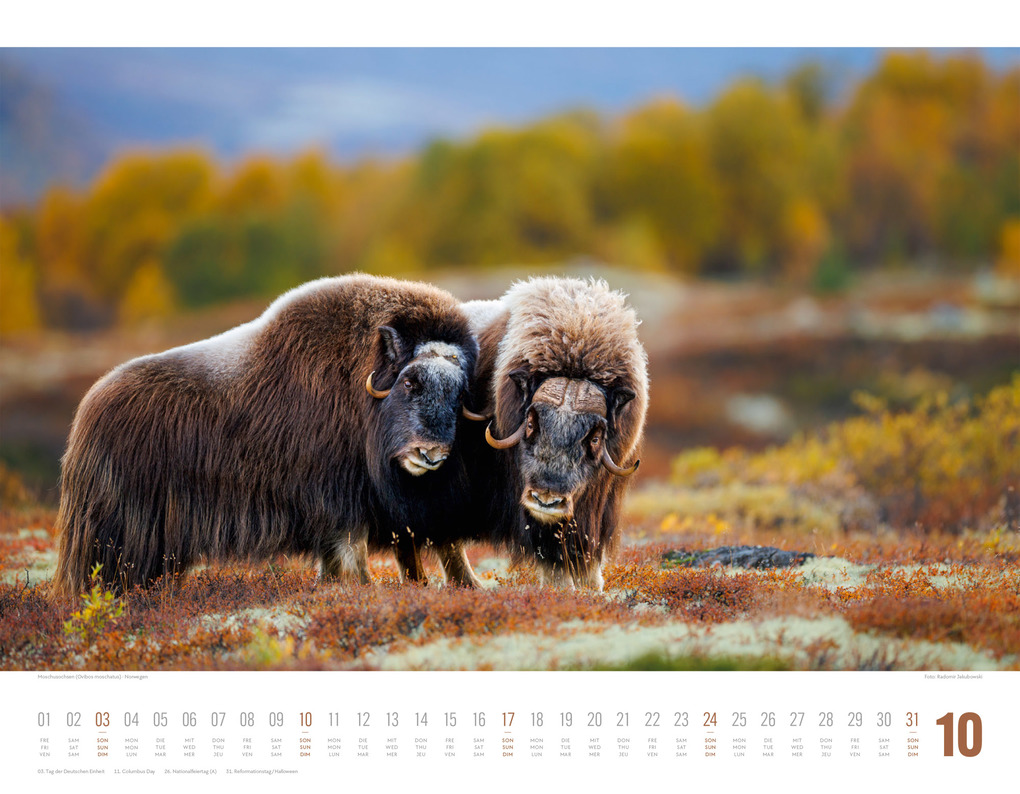 Weitere Ansicht: Tierwelt Skandinavien Kalender 2027 | Ackermann Kunstverlag GmbH