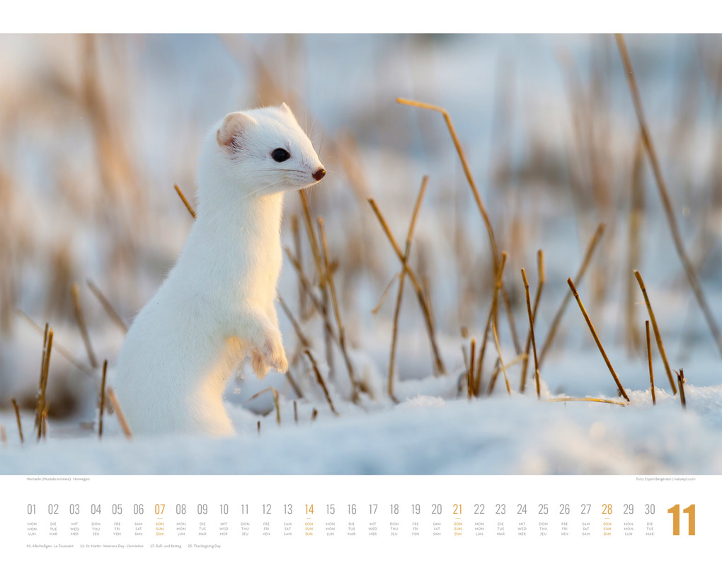 Weitere Ansicht: Tierwelt Skandinavien Kalender 2027 | Ackermann Kunstverlag GmbH