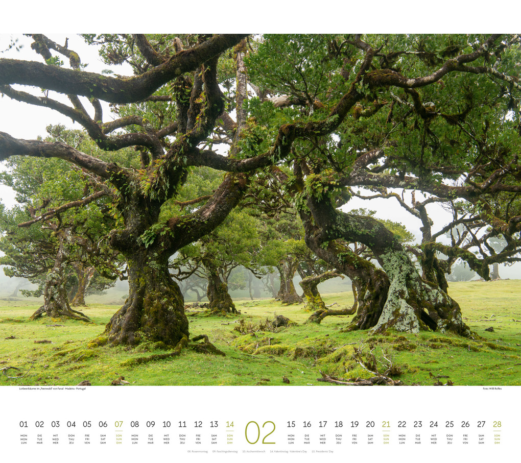 Weitere Ansicht: Wald Kalender 2027 | Ackermann Kunstverlag GmbH