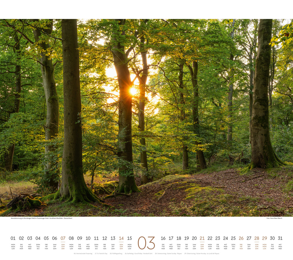Weitere Ansicht: Wald Kalender 2027 | Ackermann Kunstverlag GmbH