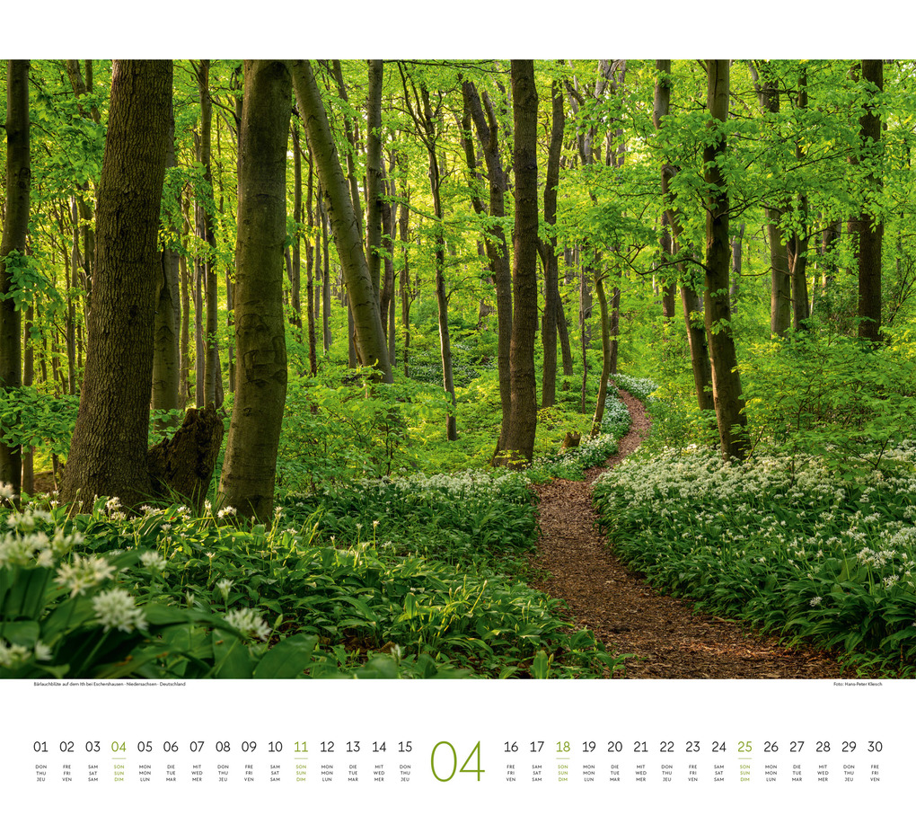 Weitere Ansicht: Wald Kalender 2027 | Ackermann Kunstverlag GmbH