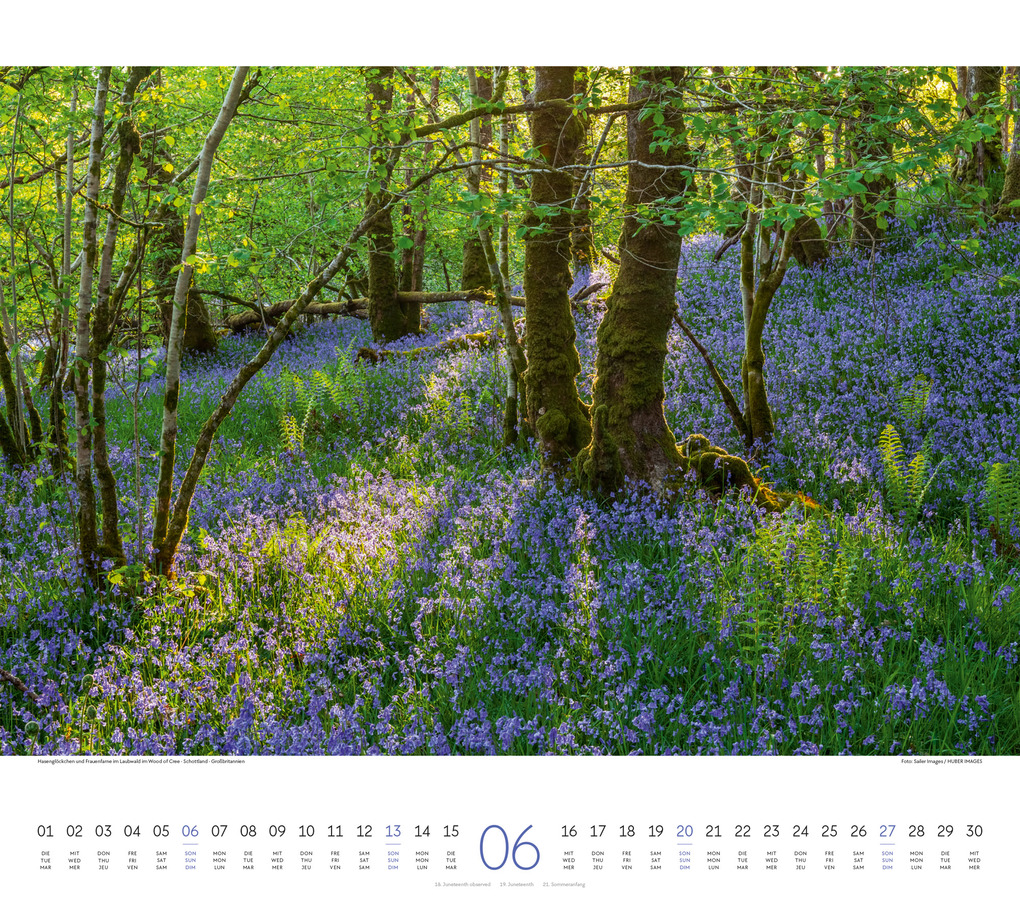 Weitere Ansicht: Wald Kalender 2027 | Ackermann Kunstverlag GmbH