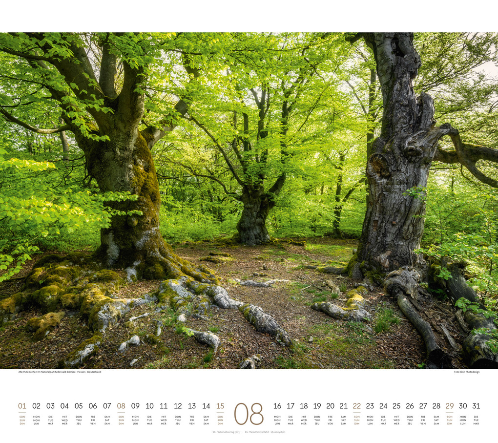 Weitere Ansicht: Wald Kalender 2027 | Ackermann Kunstverlag GmbH