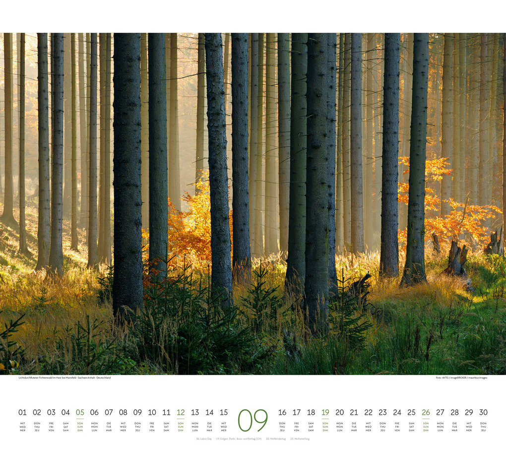 Weitere Ansicht: Wald Kalender 2027 | Ackermann Kunstverlag GmbH