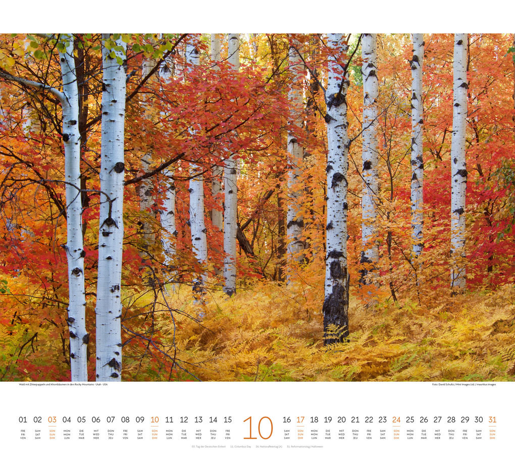 Weitere Ansicht: Wald Kalender 2027 | Ackermann Kunstverlag GmbH