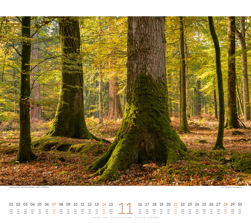 Weitere Ansicht: Wald Kalender 2027 | Ackermann Kunstverlag GmbH