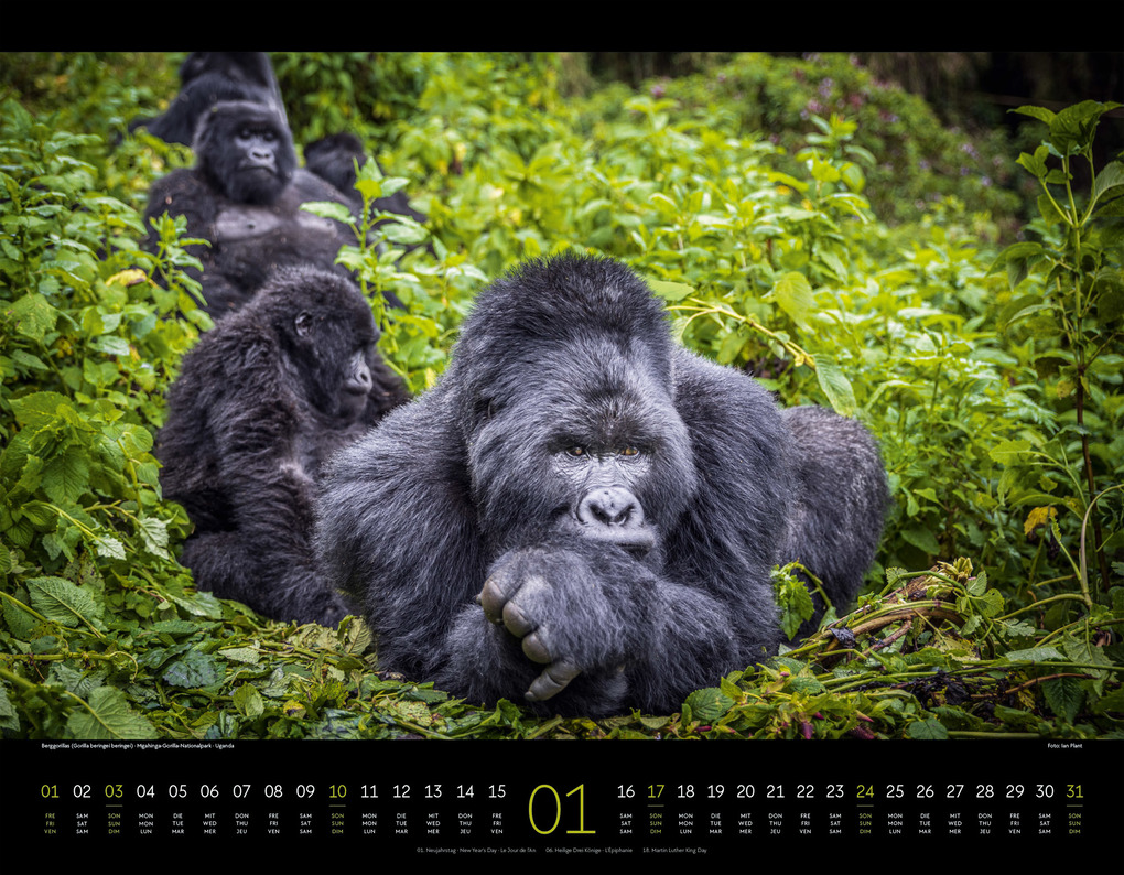 Weitere Ansicht: Wildes Afrika Kalender 2027 | Ackermann Kunstverlag GmbH