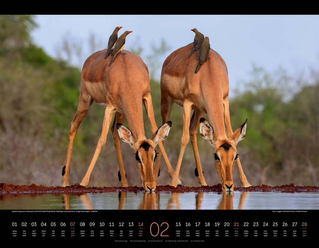 Weitere Ansicht: Wildes Afrika Kalender 2027 | Ackermann Kunstverlag GmbH