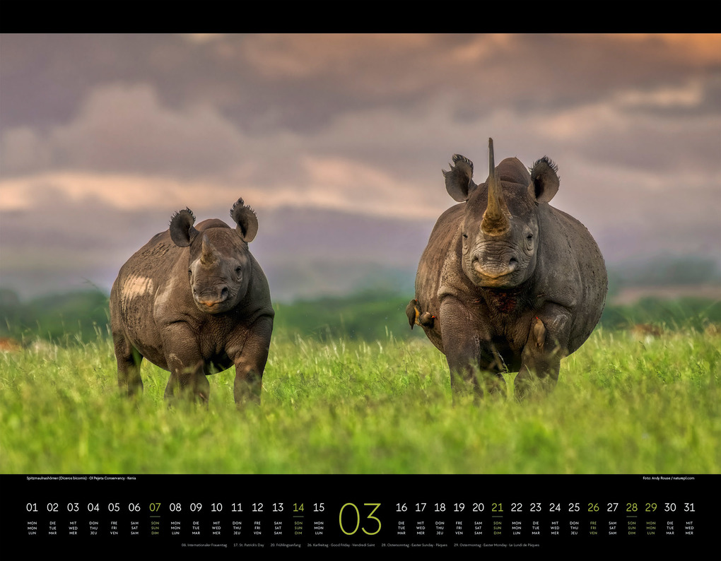Weitere Ansicht: Wildes Afrika Kalender 2027 | Ackermann Kunstverlag GmbH