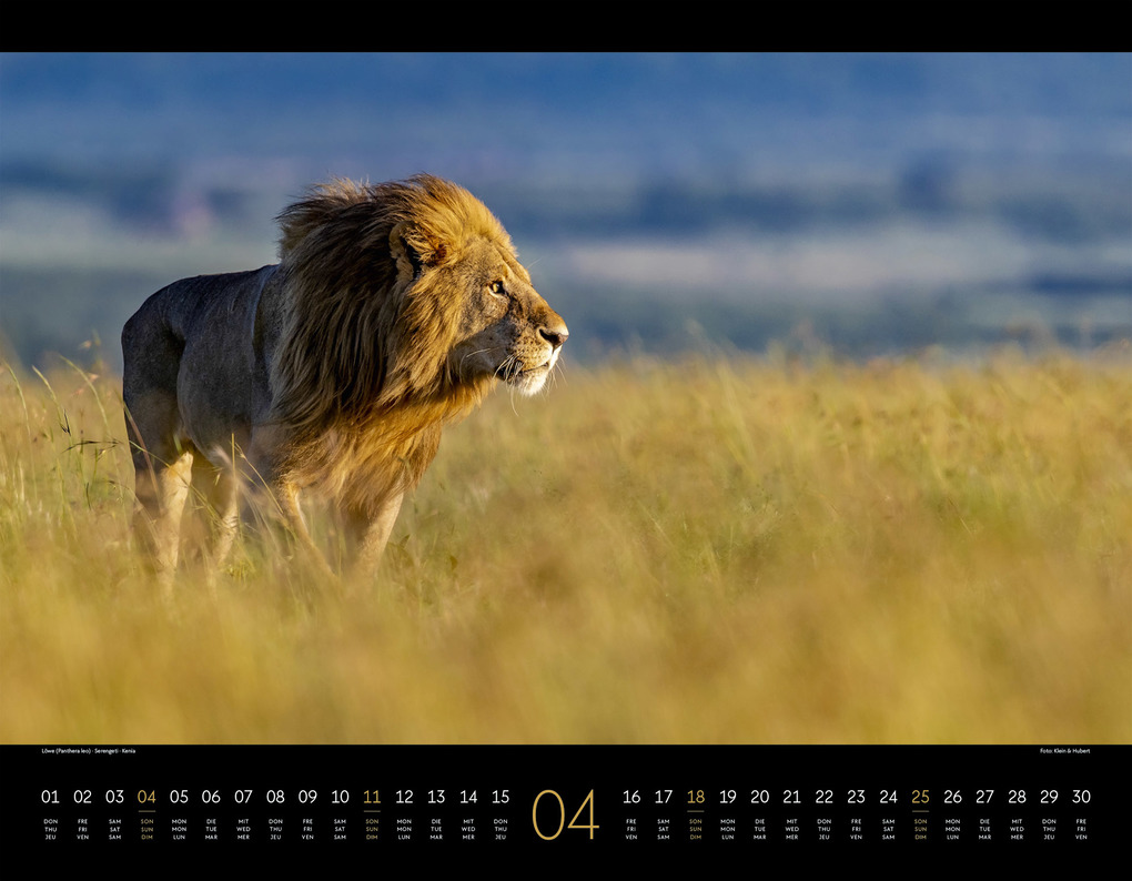 Weitere Ansicht: Wildes Afrika Kalender 2027 | Ackermann Kunstverlag GmbH