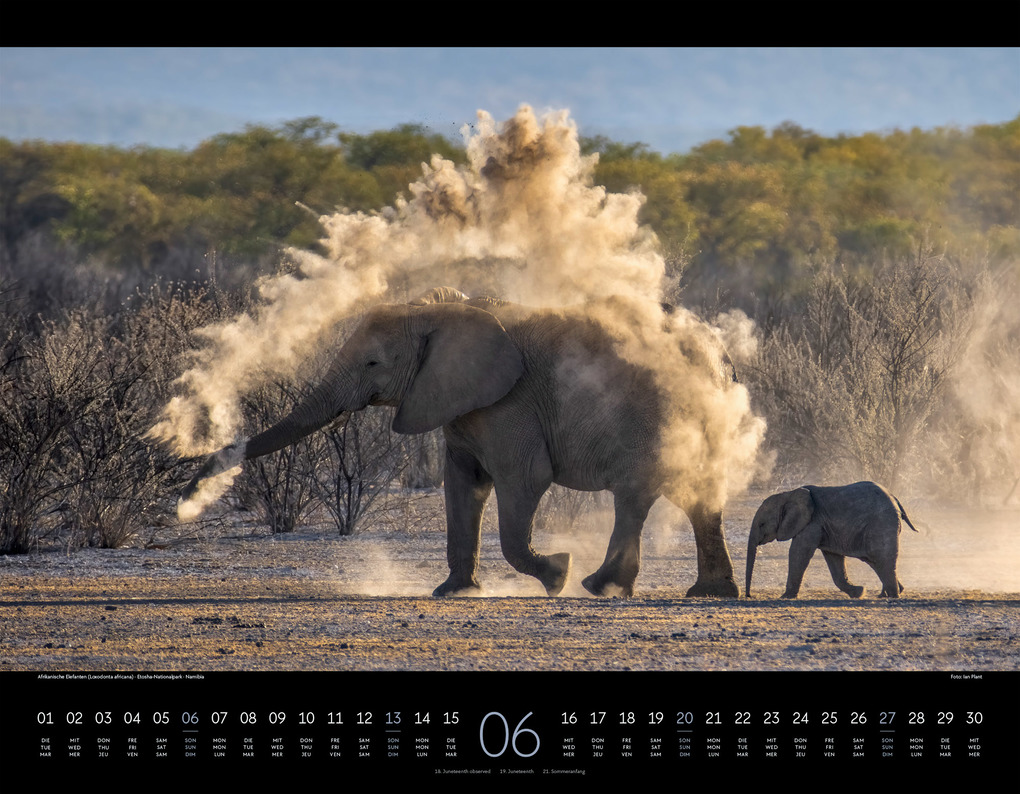 Weitere Ansicht: Wildes Afrika Kalender 2027 | Ackermann Kunstverlag GmbH