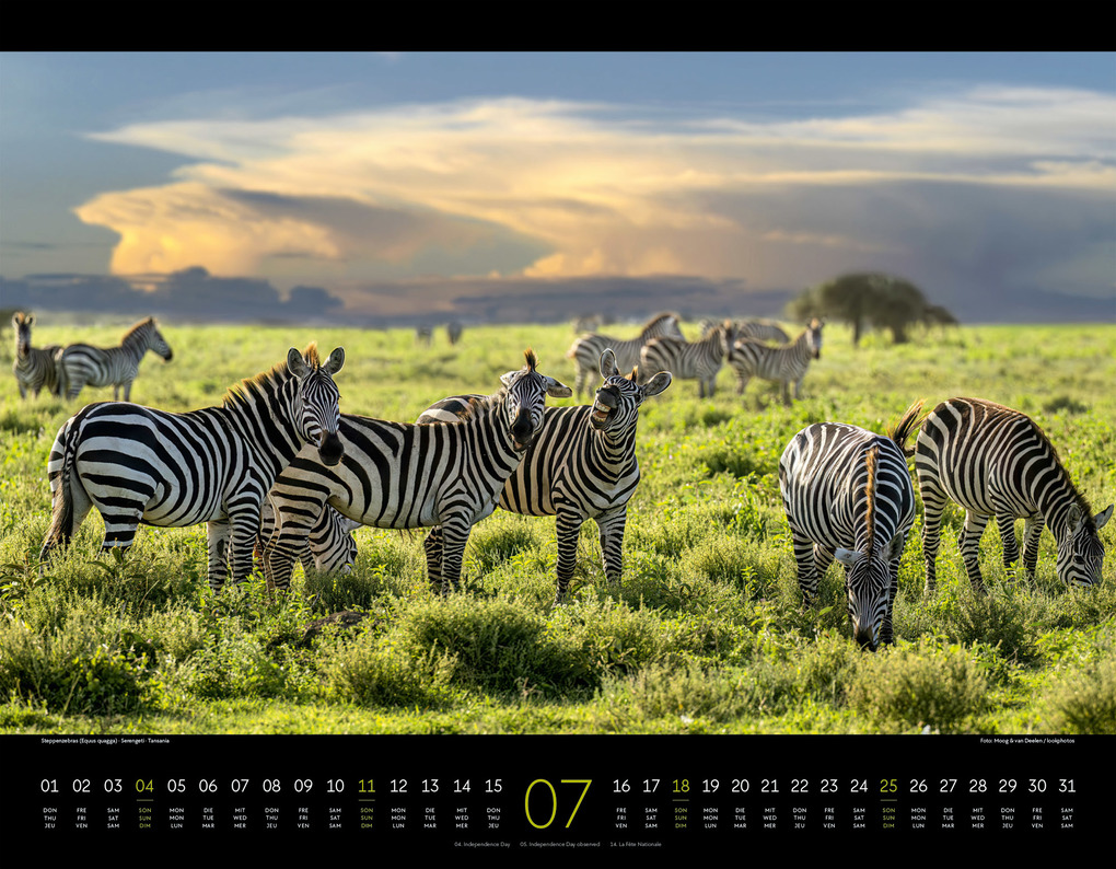 Weitere Ansicht: Wildes Afrika Kalender 2027 | Ackermann Kunstverlag GmbH