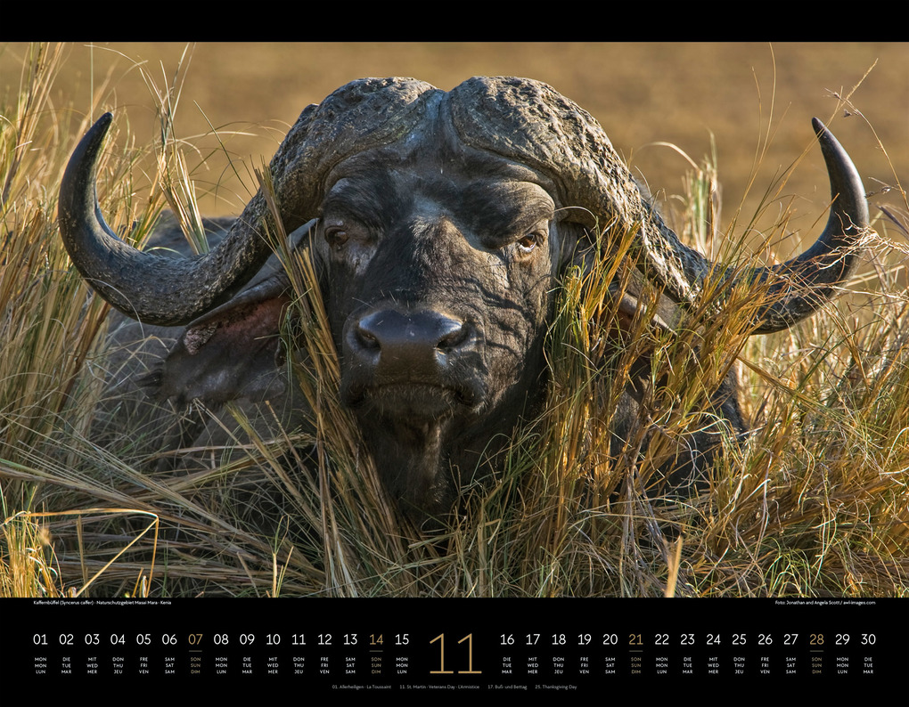 Weitere Ansicht: Wildes Afrika Kalender 2027 | Ackermann Kunstverlag GmbH