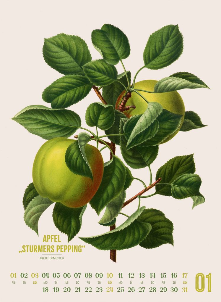 Weitere Ansicht: Obstgarten Kalender 2027 | Apfel, Birne, Pflaume & Co. | Abraham Jacobus Wendel, Ackermann Kunstverlag GmbH