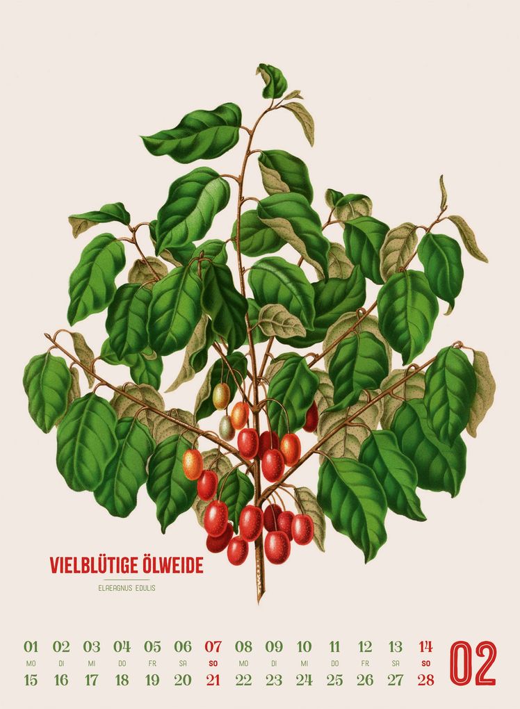 Weitere Ansicht: Obstgarten Kalender 2027 | Apfel, Birne, Pflaume & Co. | Abraham Jacobus Wendel, Ackermann Kunstverlag GmbH