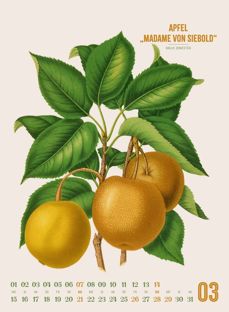 Weitere Ansicht: Obstgarten Kalender 2027 | Apfel, Birne, Pflaume & Co. | Abraham Jacobus Wendel, Ackermann Kunstverlag GmbH