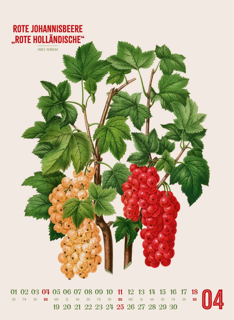 Weitere Ansicht: Obstgarten Kalender 2027 | Apfel, Birne, Pflaume & Co. | Abraham Jacobus Wendel, Ackermann Kunstverlag GmbH