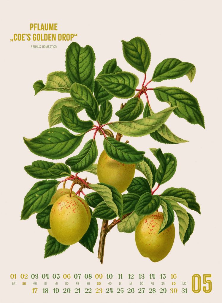 Weitere Ansicht: Obstgarten Kalender 2027 | Apfel, Birne, Pflaume & Co. | Abraham Jacobus Wendel, Ackermann Kunstverlag GmbH
