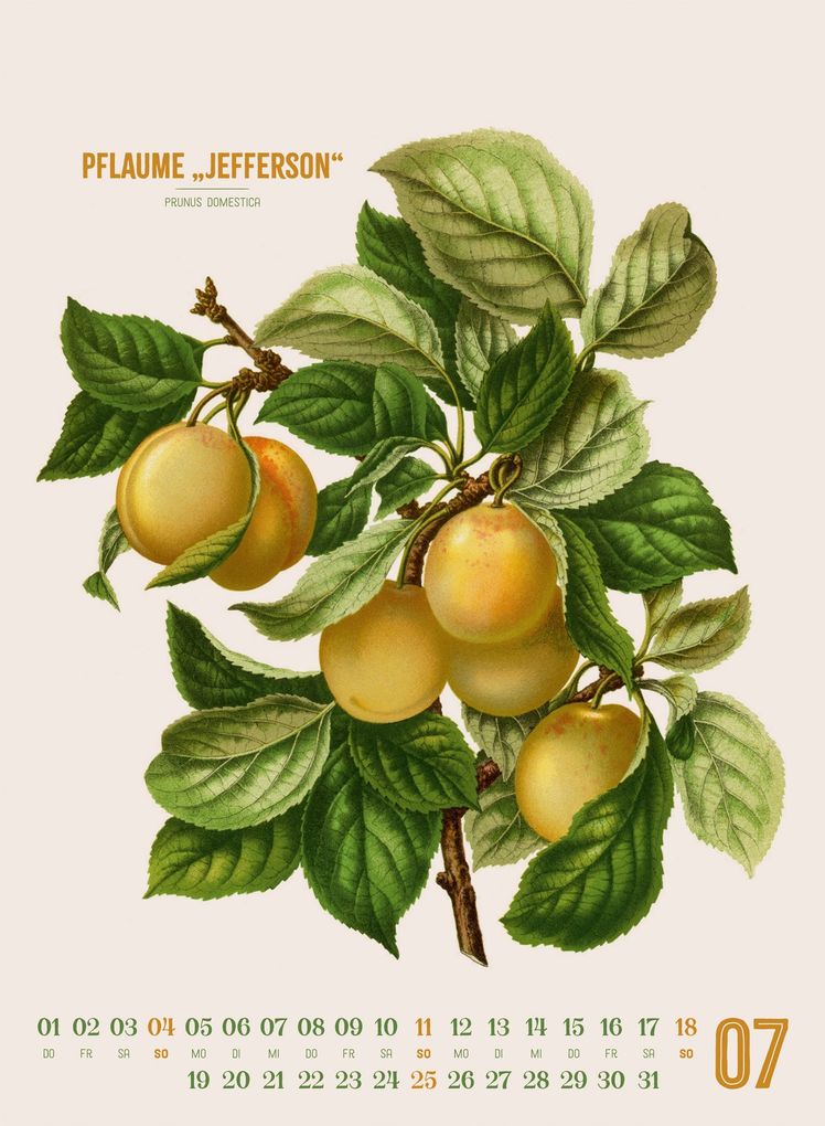 Weitere Ansicht: Obstgarten Kalender 2027 | Apfel, Birne, Pflaume & Co. | Abraham Jacobus Wendel, Ackermann Kunstverlag GmbH