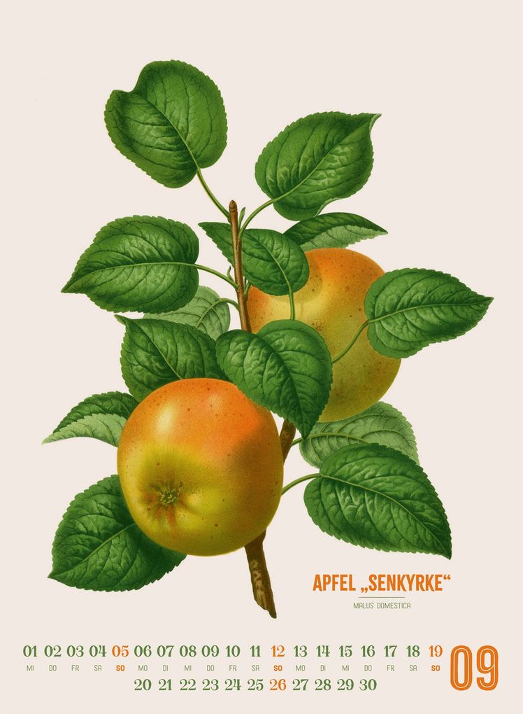 Weitere Ansicht: Obstgarten Kalender 2027 | Apfel, Birne, Pflaume & Co. | Abraham Jacobus Wendel, Ackermann Kunstverlag GmbH