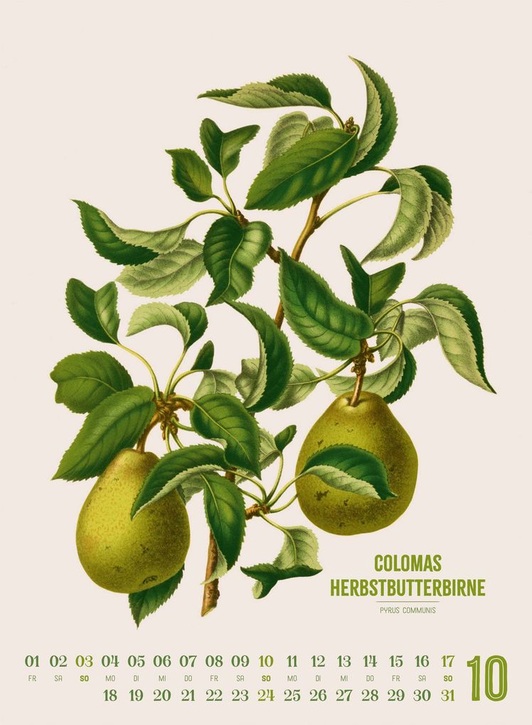 Weitere Ansicht: Obstgarten Kalender 2027 | Apfel, Birne, Pflaume & Co. | Abraham Jacobus Wendel, Ackermann Kunstverlag GmbH