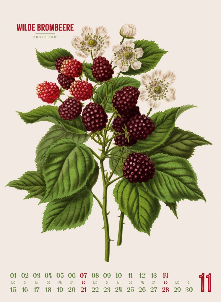 Weitere Ansicht: Obstgarten Kalender 2027 | Apfel, Birne, Pflaume & Co. | Abraham Jacobus Wendel, Ackermann Kunstverlag GmbH