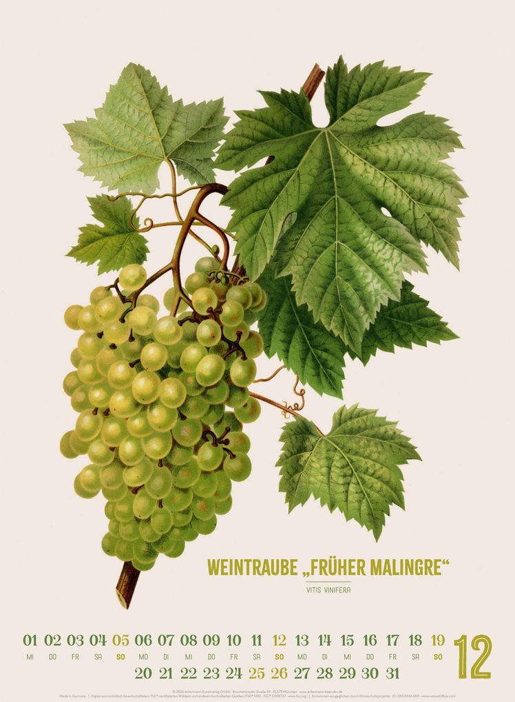 Weitere Ansicht: Obstgarten Kalender 2027 | Apfel, Birne, Pflaume & Co. | Abraham Jacobus Wendel, Ackermann Kunstverlag GmbH