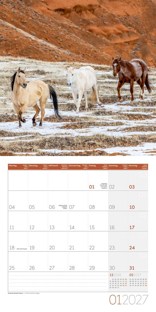 Weitere Ansicht: Pferde Kalender 2027 - 30x30 - Art12 | Ackermann Kunstverlag GmbH