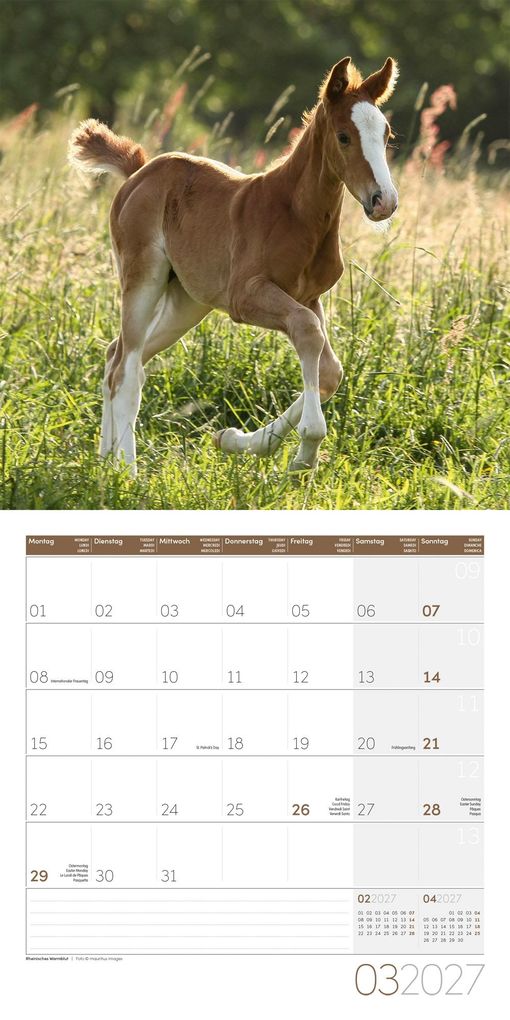 Weitere Ansicht: Pferde Kalender 2027 - 30x30 - Art12 | Ackermann Kunstverlag GmbH