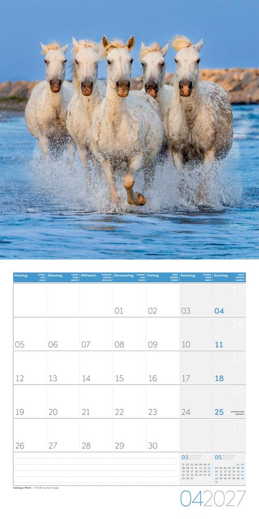Weitere Ansicht: Pferde Kalender 2027 - 30x30 - Art12 | Ackermann Kunstverlag GmbH