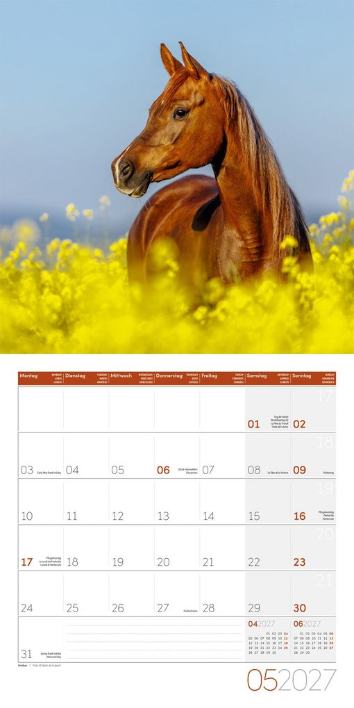 Weitere Ansicht: Pferde Kalender 2027 - 30x30 - Art12 | Ackermann Kunstverlag GmbH