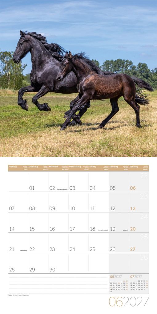 Weitere Ansicht: Pferde Kalender 2027 - 30x30 - Art12 | Ackermann Kunstverlag GmbH