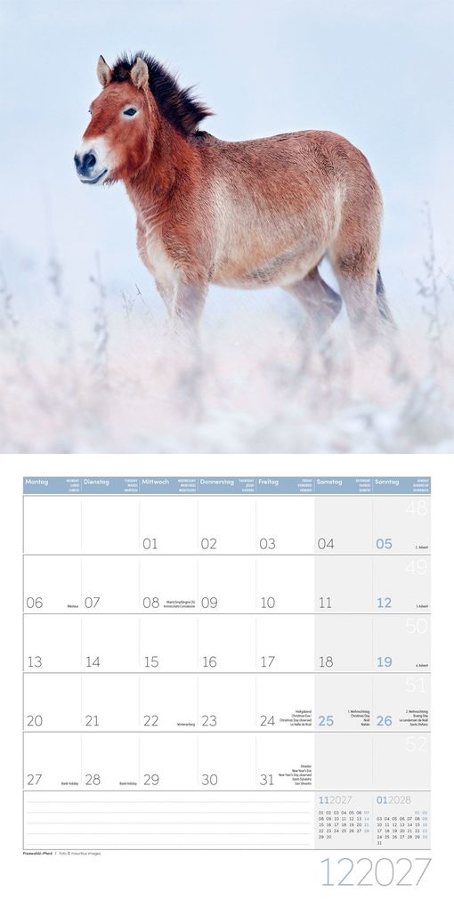 Weitere Ansicht: Pferde Kalender 2027 - 30x30 - Art12 | Ackermann Kunstverlag GmbH