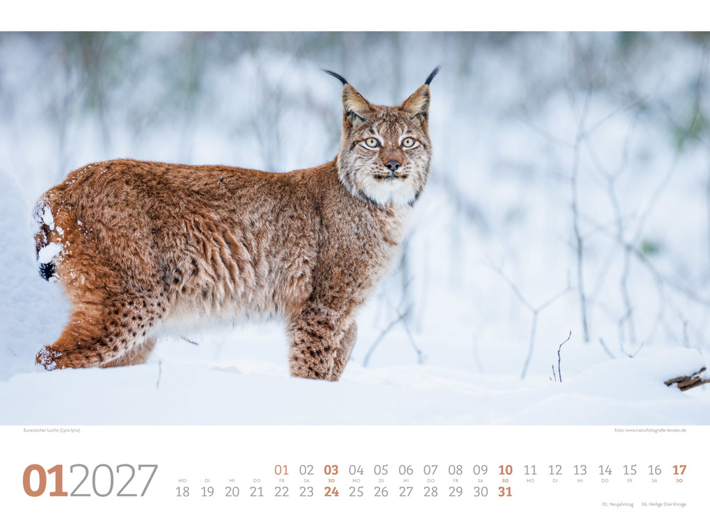Weitere Ansicht: Tierwelt Wald Kalender 2027 | Ackermann Kunstverlag GmbH