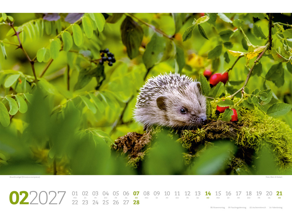 Weitere Ansicht: Tierwelt Wald Kalender 2027 | Ackermann Kunstverlag GmbH