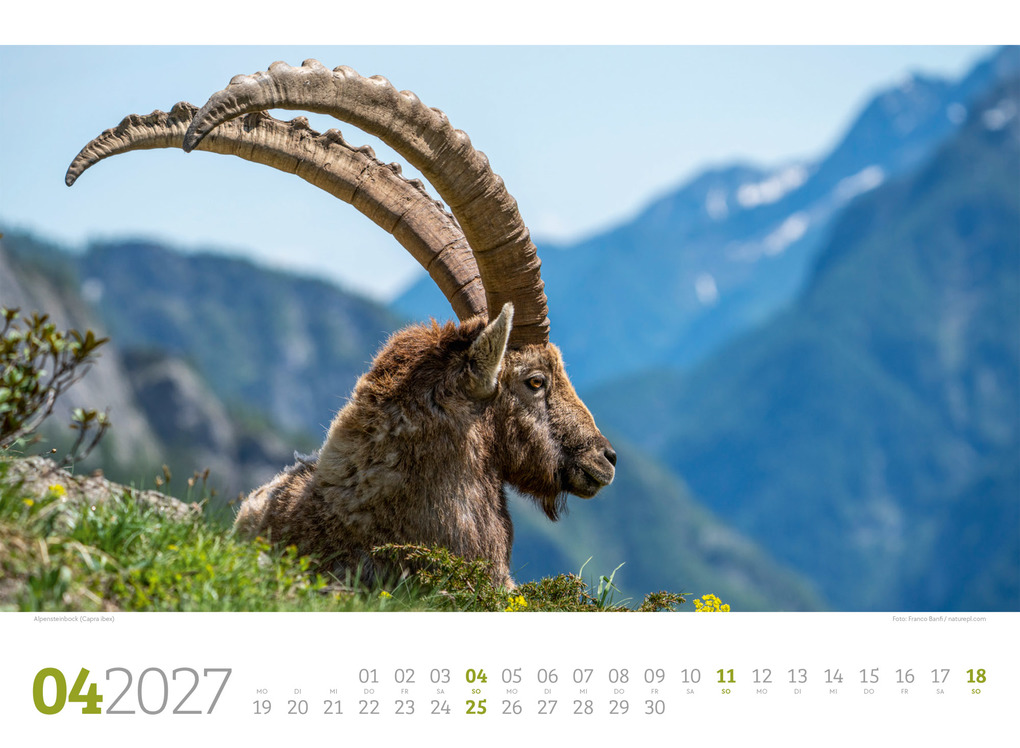 Weitere Ansicht: Tierwelt Wald Kalender 2027 | Ackermann Kunstverlag GmbH