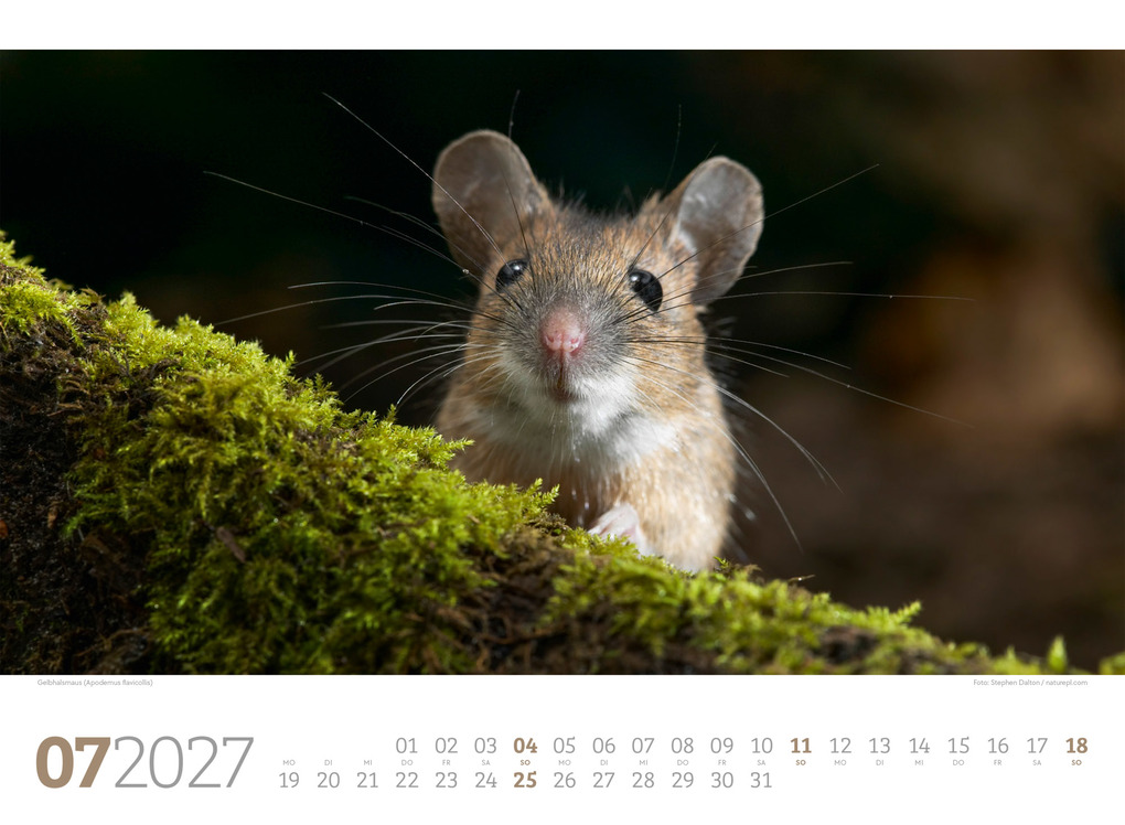 Weitere Ansicht: Tierwelt Wald Kalender 2027 | Ackermann Kunstverlag GmbH