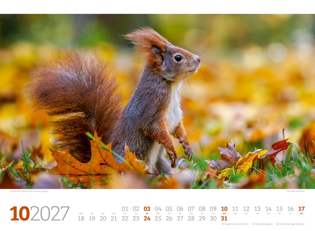 Weitere Ansicht: Tierwelt Wald Kalender 2027 | Ackermann Kunstverlag GmbH