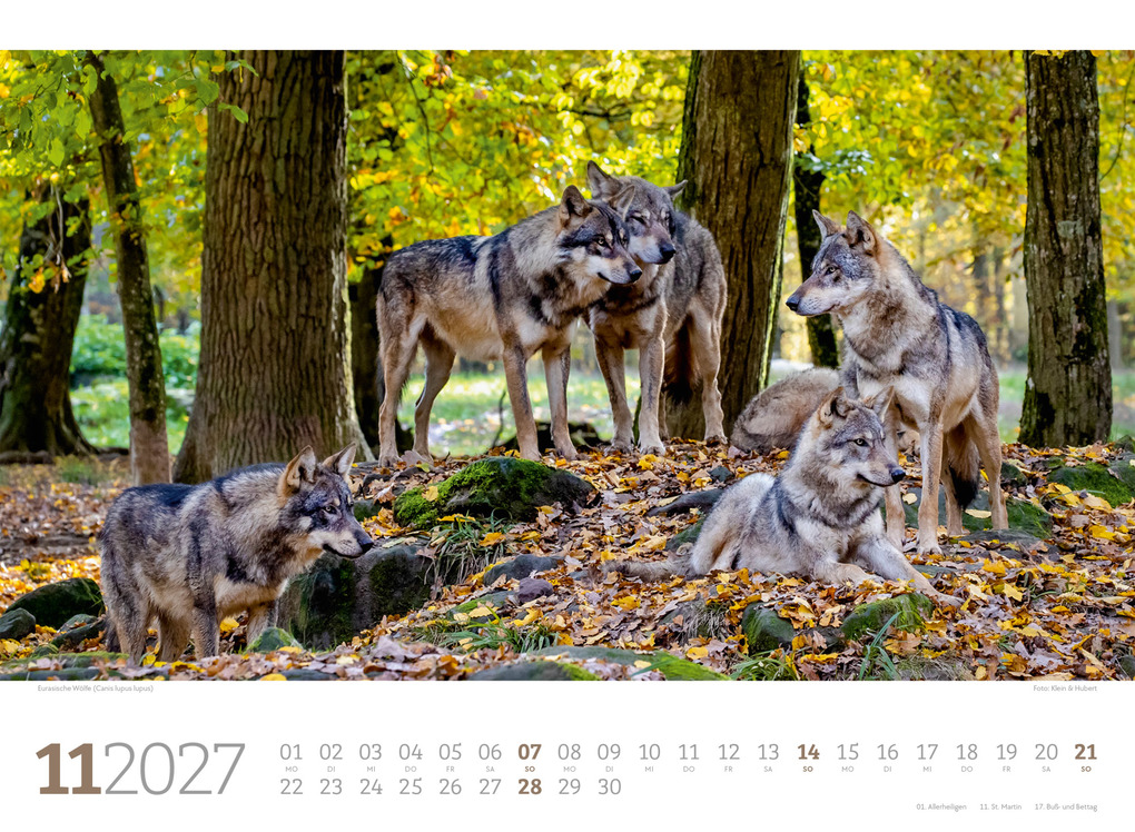 Weitere Ansicht: Tierwelt Wald Kalender 2027 | Ackermann Kunstverlag GmbH