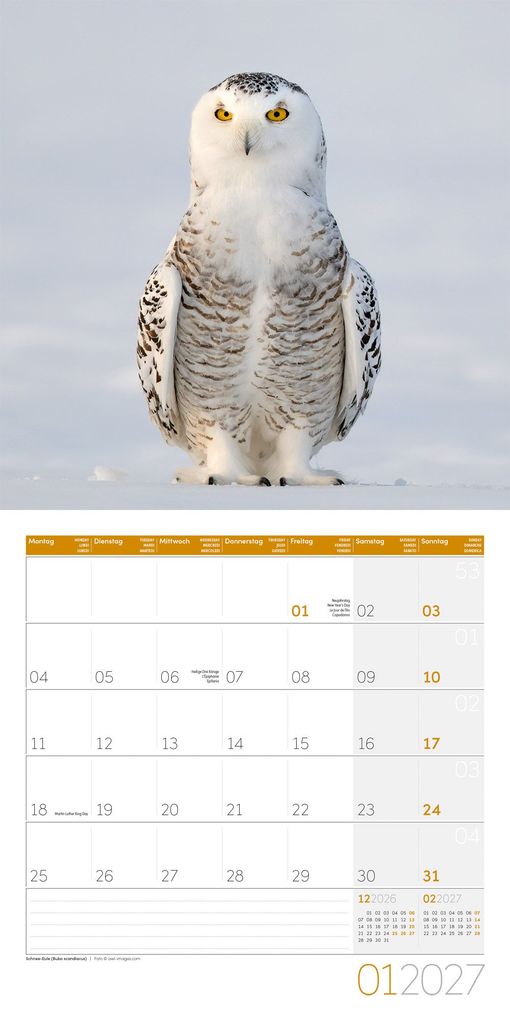 Weitere Ansicht: Eulen Kalender 2027 - 30x30 - Art12 | Ackermann Kunstverlag GmbH