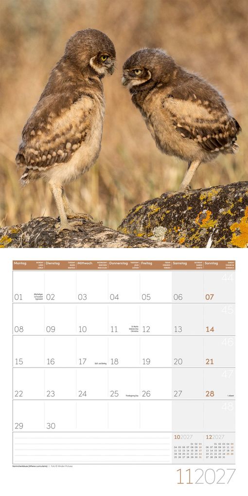 Weitere Ansicht: Eulen Kalender 2027 - 30x30 - Art12 | Ackermann Kunstverlag GmbH