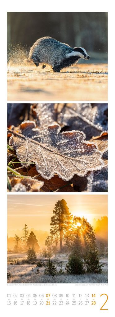 Weitere Ansicht: Waldleben Triplet-Kalender 2027 | Spaziergang durch heimische Wälder | Ackermann Kunstverlag GmbH