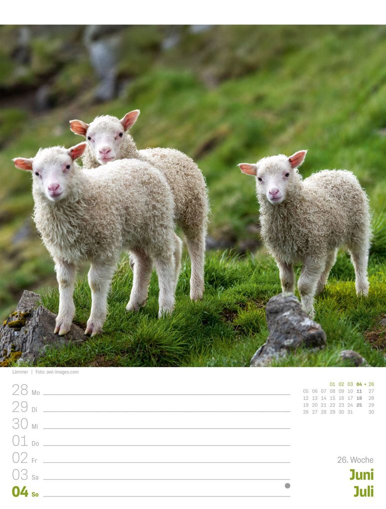 Weitere Ansicht: Island Wochenplaner Kalender 2027 | Die Insel aus Feuer und Eis | Ackermann Kunstverlag GmbH